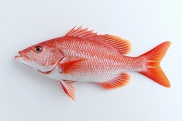 Vibrant Red Snapper Isolated on Clean White Surface