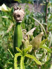 Close up of fresh Bhindi, Lady Fingers,Okra green vegetable Abelmoschus Esculentus with flowers growing in the farm against green background in selective focus from Kutch ,Gujarat ,India ,Asia