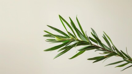 A clear, high-resolution shot of a tea tree plant with its needle-like leaves, known for its antiseptic and anti-inflammatory properties.