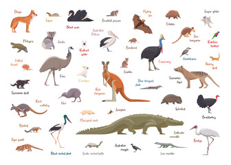 Flat set of australian animals. Isolated animals on white background. Vector illustration