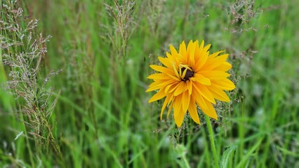Yellow flower in a field