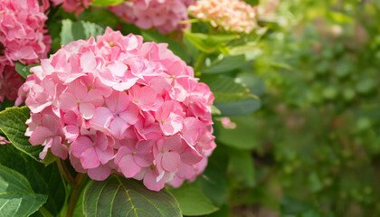Fototapeta premium A Close Up of a Pink Hydrangea Bloom in a Garden Setting and Copy Space