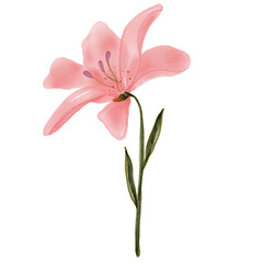 natural cliparts, animals, whale, succulents, cactus, bunnies, treasure box, star fish, star wand and outline elements.