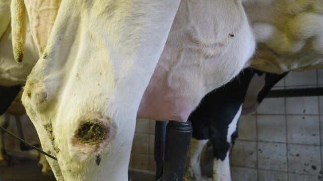 Automatic milking hoses pumping and sucking milk out of the udder of a cow in the barn - Medium shot, slow motion
