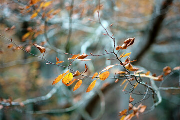 Close-up of autumn leaves on branches with blurred forest background