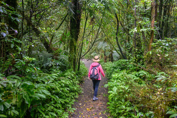 Woman hiking in the forest towards Marokopa Falls. Waikato. North Island. New Zealand.