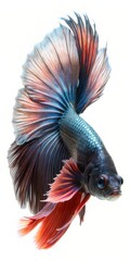 Obraz premium Colorful Siamese Fighting Betta Fish with Beautiful Silk Tail Isolated on White Background