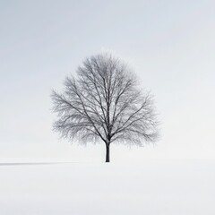 A lone tree stands in the snow, its branches bare and its trunk covered in frost