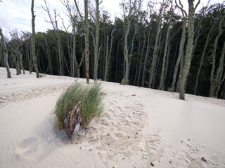 Słowiński Park Narodowy jest położony w środkowej części polskiego wybrzeża. Jest położony w środkowej części polskiego wybrzeża. Charakterystycznym elementem parku jest wydmowy pas mierzei z ruchomym © JDziedzic