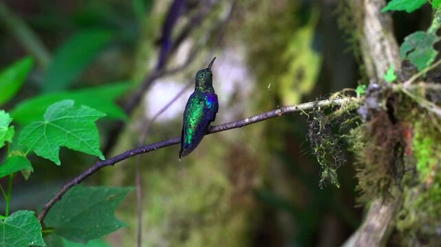 Slow-motion view of beautiful hummingbird flying in forest of Mindo, Ecuador, perched looking side to side with shiny green purple feathers