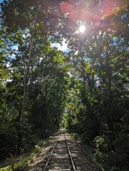 The rail line in the forest, Entrance alley to the Lawachara national park near Sreemangal, Bangladesh