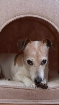 Senior dog sits in beige pet house kennel, then looks interestedly and leaves. The house is empty. Vertical video footage. 14 years old Jack Russell terrier resting in comfortable pet booth 
