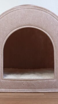 Senior dog Jack Russell terrier lies in beige house, looks interestedly, comes out, leaving booth empty. Small indoor house for pets. Safe space for rest. vertical video footage