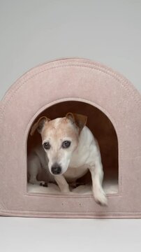dog enters empty beige pet house indoors, lies down elegantly comfortable, looks at camera, yawns tiredly. Cozy safe space. Vertical video footage. Senior Jack Russell terrier resting at home
