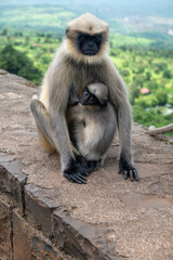 Fototapeta premium Kolhapur , India - 8 September 2024 The black faced female monkey or gray langur or Semnopithecus is feeding her baby while sitting on the fort wall at Maharashtra India