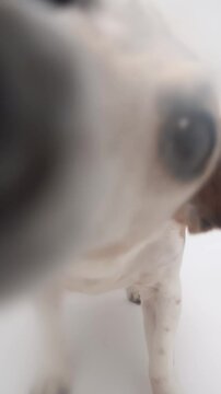 Dog licking screen. Hungry cute pet Jack Russell terrier licking with tongue camera front. vertical video footage