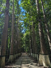 Entrance alley to the Lawachara national park near Sreemangal, Bangladesh