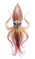 Fototapeta premium Isolated Squid on White Background for Creative Use