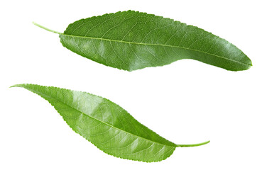 leaves of peach fruit isolated on white background. clipping path