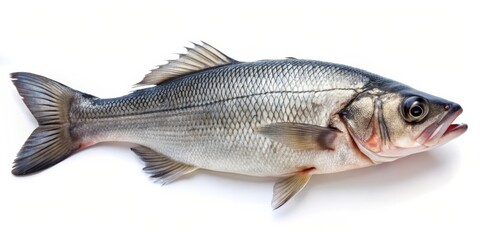 Obraz premium Fresh Sea Bass Fish Isolated on White Background