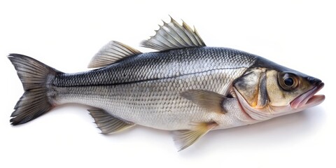 Obraz premium Fresh Sea Bass Fish Isolated on White Background