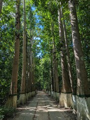 Entrance alley to the Lawachara national park near Sreemangal, Bangladesh