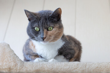 Beautiful domestic tricolor cat with yellow-green (amber) eyes lies on the cat play complex indoors and looks away. Selective focus, close-up.