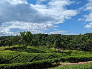 Darjeeling Green tea garden terrace, Tea plantations in Sreemangal, Sylhet, Bangladesh