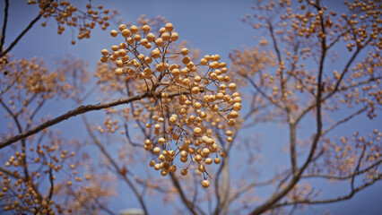 Obraz premium Close-up of golden melia azedarach berries against a clear blue sky in murcia, spain