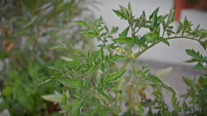 A close-up view of a green tomato plant with yellow flowers growing outdoors in murcia, spain.