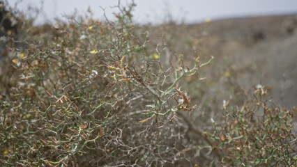 Launaea arborescens plant in lanzarote, canary islands during daylight, showcasing its unique thorny structure in a rugged outdoor landscape.