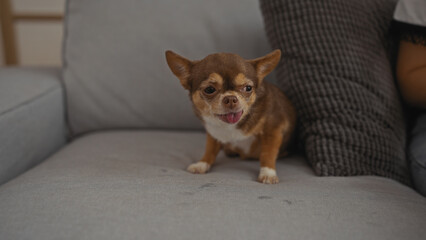 A chihuahua dog with its tongue out sits on a gray couch at home, capturing a cute domestic moment with the pet indoors.