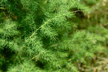 Narrow-leaved asparagus leaves