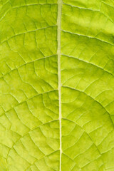 Cultivated tobacco leaf detail