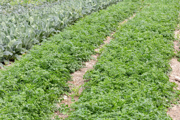 Growing parsley in garden beds