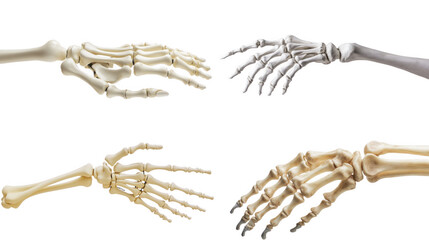 Human Skeleton Hand and Forearm Anatomy