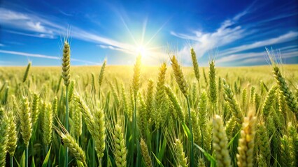 Obraz premium background of wheat grass field in summer sky