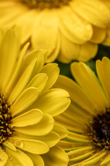 Close up image of bright yellow gerbera petals.