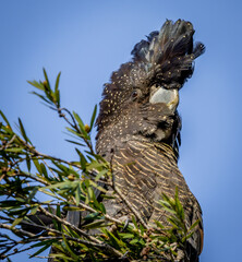 Female red-tailed black cockatoo (Calyptorhynchus bansksii naso)