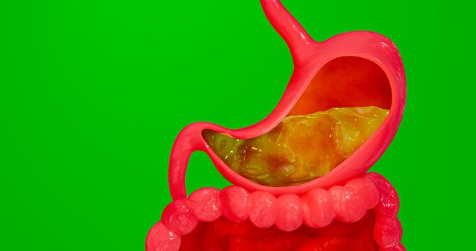 Symptoms of acid reflux or excess acid in the stomach. Gastric juice and intestinal model within the abdominal cavity. Pressure or air causes stomach pain. 3D Rendering.green screen	
