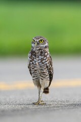 Burrowing owl standing on a paved surface with a blurred green background.