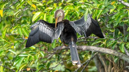 Anhinga bird perched on a branch with wings spread out, surrounded by lush green foliage.