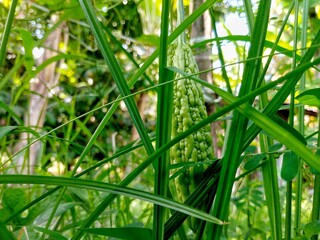 Photo of bitter melon agricultural land. This vegetable has a slightly bitter taste and grows in Asia.