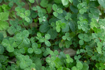 klee natur pflanze gr&uuml;n