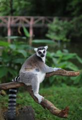 Funny lemur sprawled on a tree