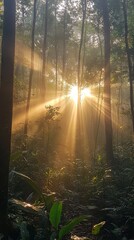 Obraz premium Dense forest in the early morning, with sunlight breaking through the mist