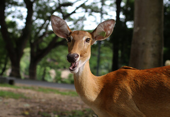 a smiling deer with expressive eyes