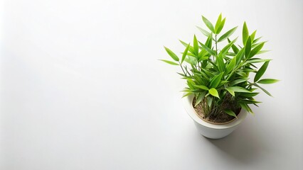 Bird eye view of a bamboo plant in a white pot on a light background