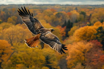 Fototapeta premium Majestic hawk soaring above a vibrant autumn forest, showcasing the beauty of nature with colorful trees in the background