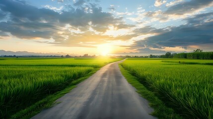 Fototapeta premium Beautiful panoramic view of vibrant green rice fields in the summer countryside, highlighting nature's beauty.